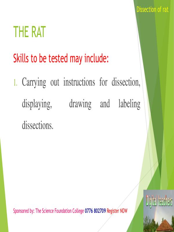 A Level Biology Rat Dissection Practical Guide