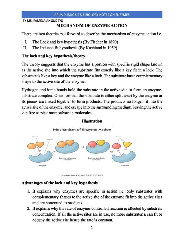 S5 Biology Notes: Enzyme Activity (UNEB Curriculum)